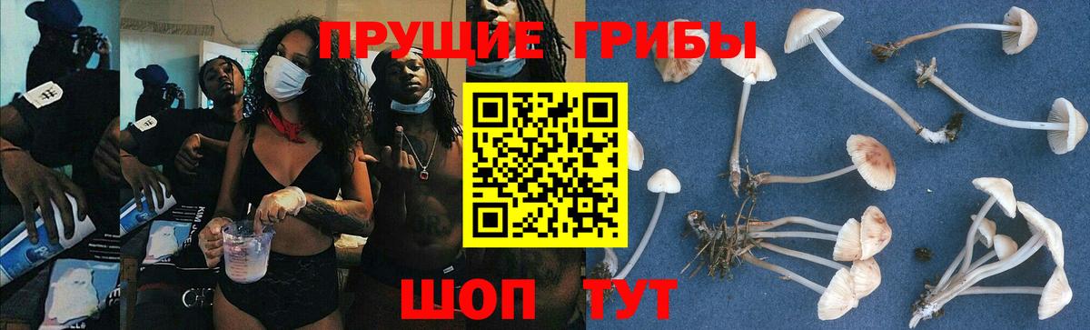 Егорьевск  Псилоцибиновые грибы GOLDEN TEACHER  Вход с VPN 